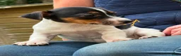 Jack Russell dogs for sale: Adorable Tri Coloured Miniature Jack Russell Pups - Advert 2