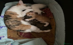 American Shorthair cats for sale: Adorable kittens for adoption - Image 4
