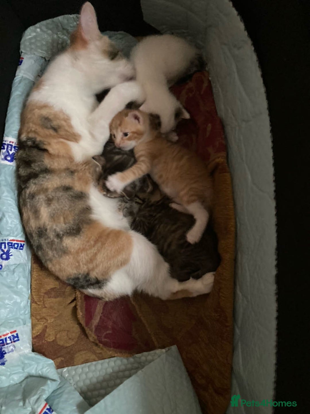 American Shorthair cats for sale: Adorable kittens for adoption - Image 4