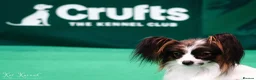 Papillon dogs for sale: HEALTH TESTED Papillon & Phalene  - Advert 22