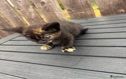 Mixed Breed cats for sale: Kittens ready to leave  - Image 18