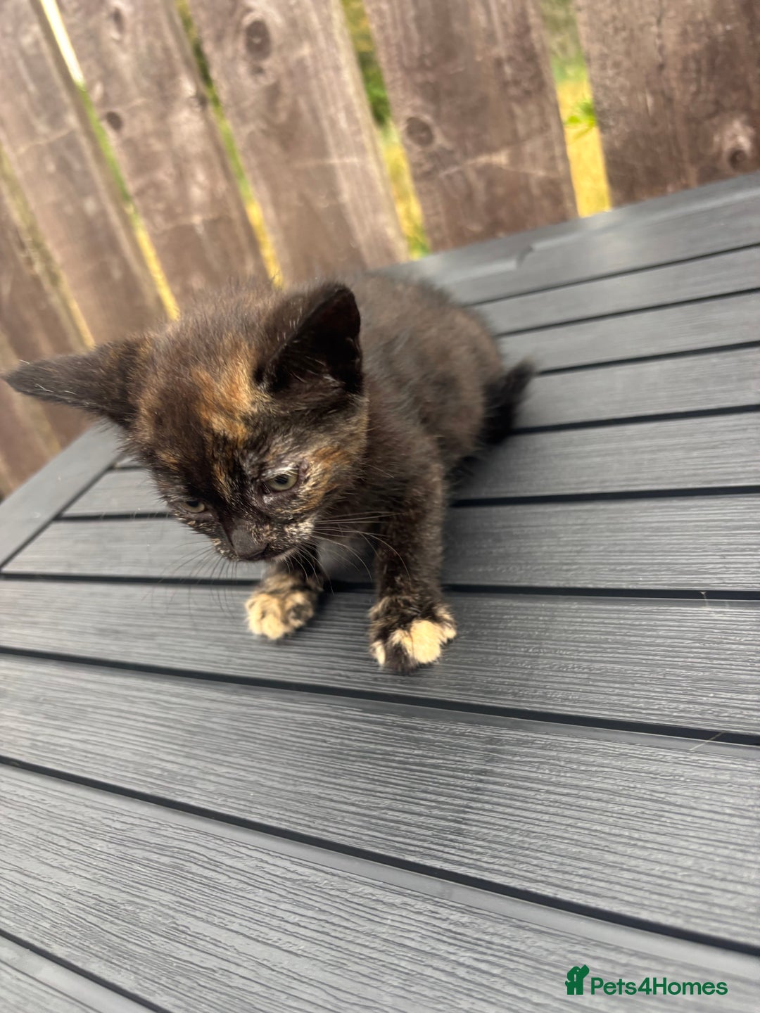 Mixed Breed cats for sale: Kittens ready to leave  - Image 18