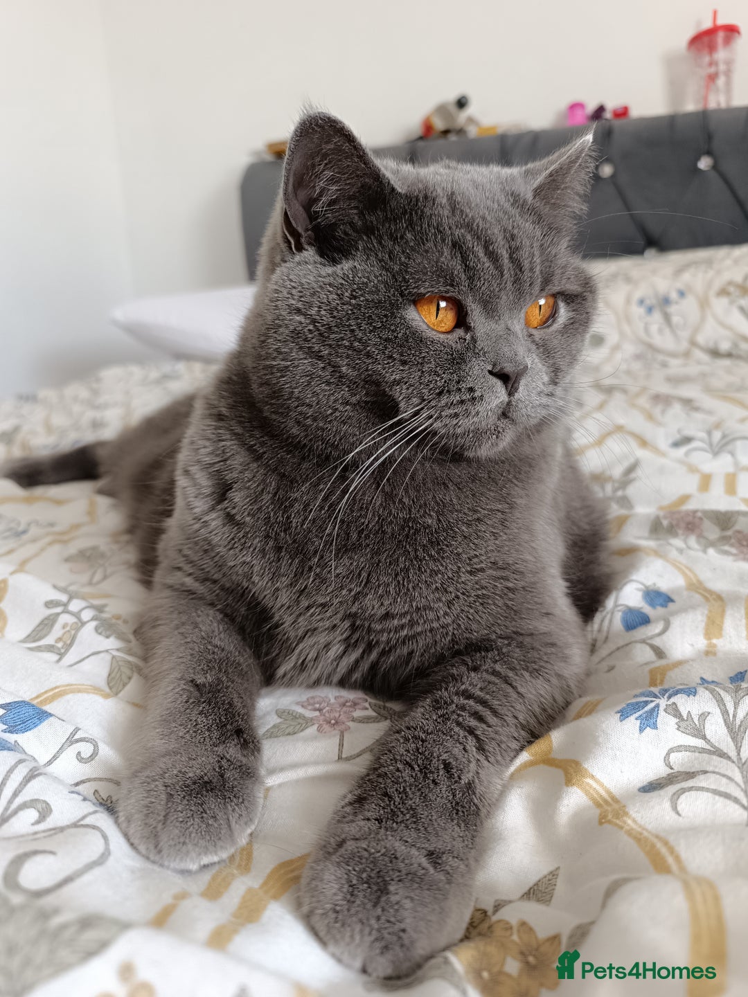 British Shorthair cats for sale: Looking rehomed my princess...  - Advert 6