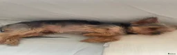 Yorkshire Terrier dogs for sale: Yorkshire Terrier puppies 🐶  - Advert 34