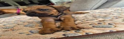 Rhodesian Ridgeback dogs for sale: KC Registered Rhodisian Ridgebacks  - Advert 11