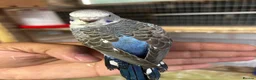 Budgerigars birds for sale: Beautiful adorable baby budgies  - Advert 7