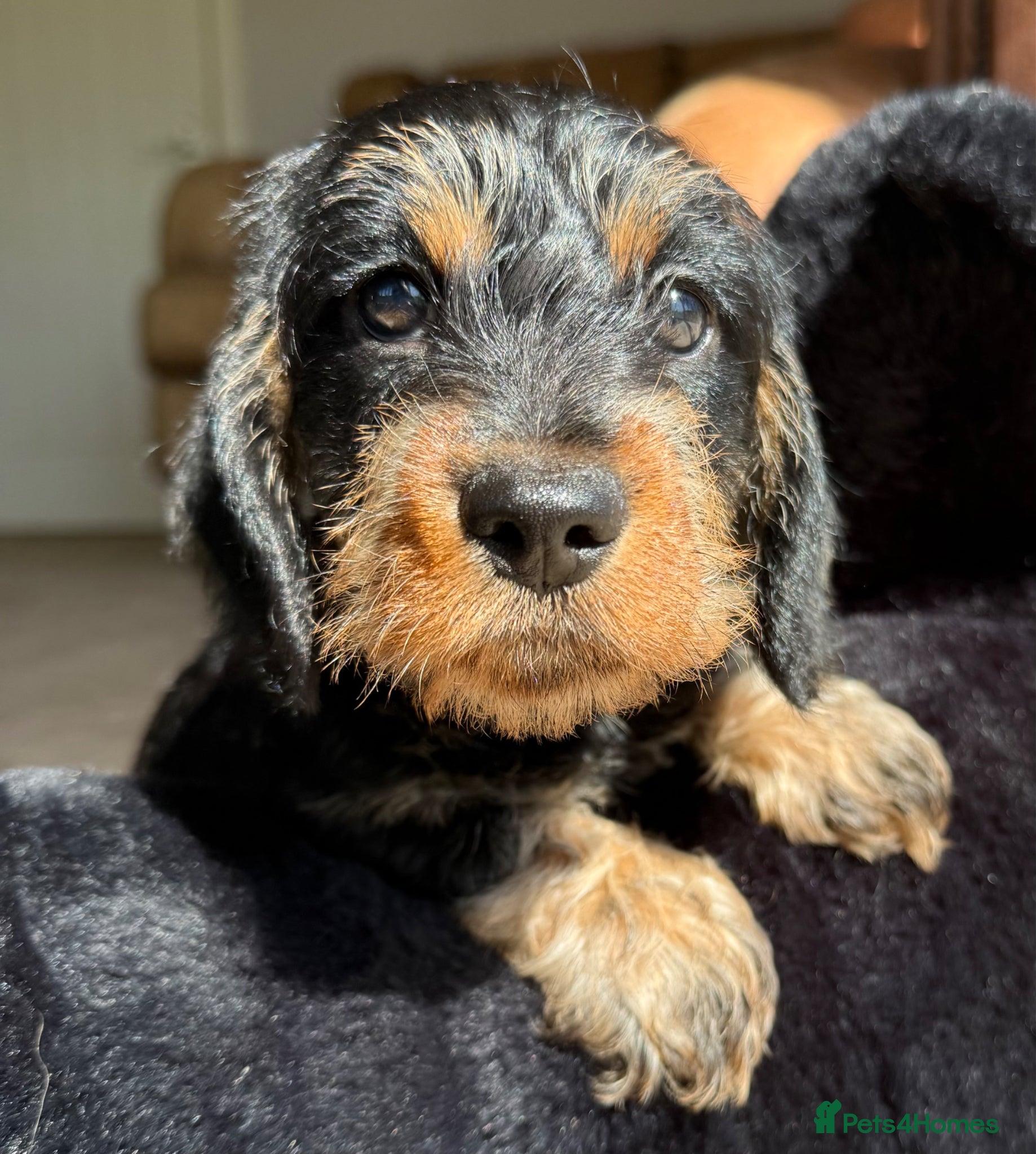 Dachshund dogs Kc registered miniature wire haired - Advert 17