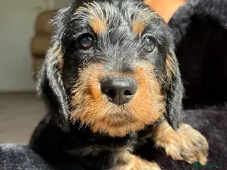 Dachshund dogs Kc registered miniature wire haired - Advert 3