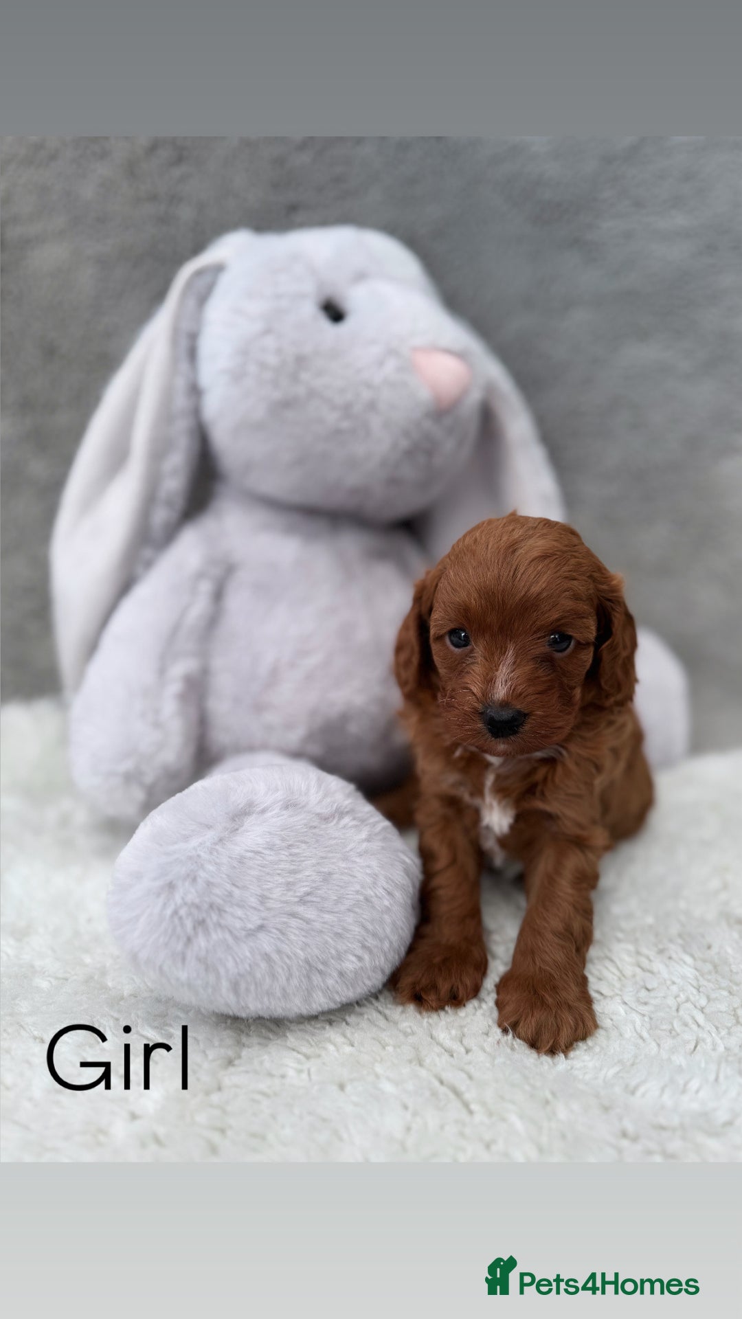 Cavapoo dogs for sale: Red curly cavapoo puppies  - Advert 2