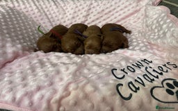 Cavapoo dogs for sale: F1 RED CAVAPOOS LICENSED KC HEALTH TESTED PARENTS  - Image 7