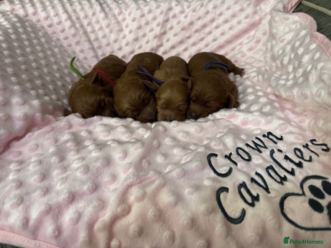 Cavapoo dogs for sale: F1 RED CAVAPOOS LICENSED KC HEALTH TESTED PARENTS  - Image 7