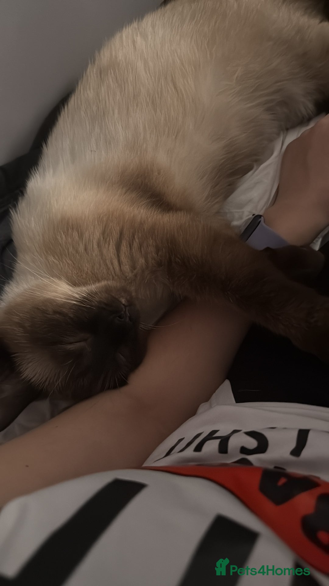Siamese cats for sale: Moro, a boy  - Advert 3