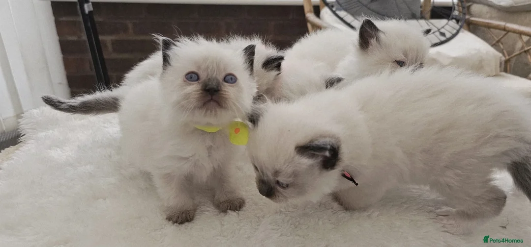 Ragdoll cats for sale: Purebred ragdoll  kittens  - Advert 9