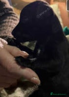 Patterdale Terrier dogs - Advert 7