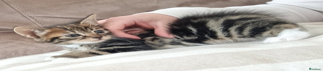 Mixed Breed Kitten 1