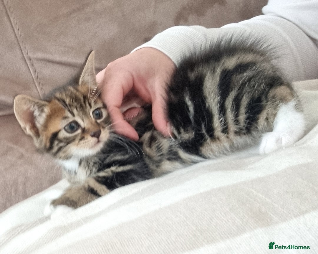 Mixed Breed cats for sale: Help us find our forever families.  - Image 2