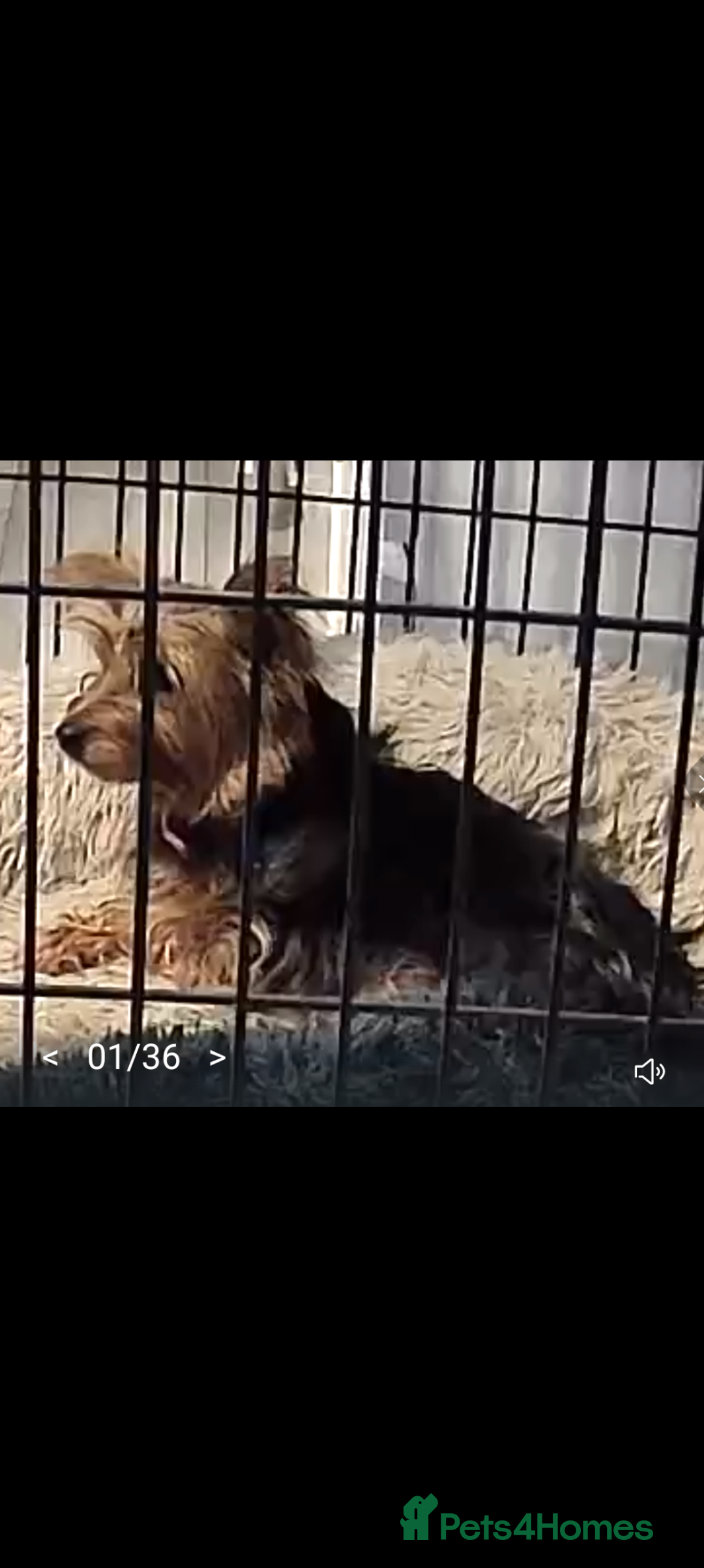 Yorkshire Terrier dogs for sale: 5 Yorkshire terriers pupies - Advert 2