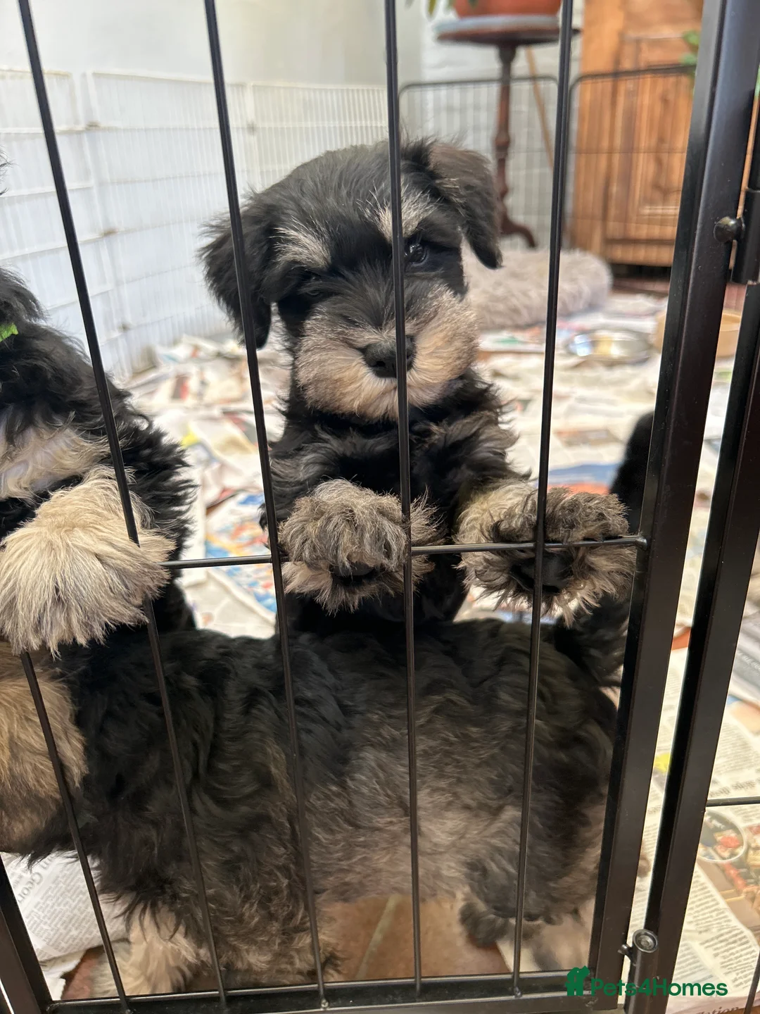 Miniature Schnauzer dogs for sale: Beautiful Miniature Schnauzer Puppies For Sale - Advert 2
