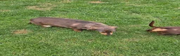 Miniature Dachshund dogs for sale: Kc registered min dachshunds bitches  - Advert 11