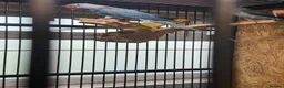 Parrots birds for sale: Blue male and female alexandrine for sale - Advert 8