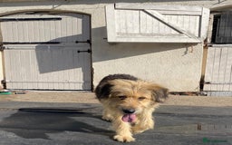Mixed Breed dogs for adoption: Meet AIDA - a Superb big Girl, for a Loving Home - Image 10