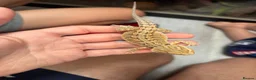 Bearded Dragon reptiles for sale: Baby bearded dragons READY NOW - Advert 8