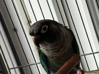 Conures birds Conure - Advert 1