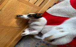 Jack Russell dogs for sale: KC Jack Russell Puppies - One Boy Left! - Image 20