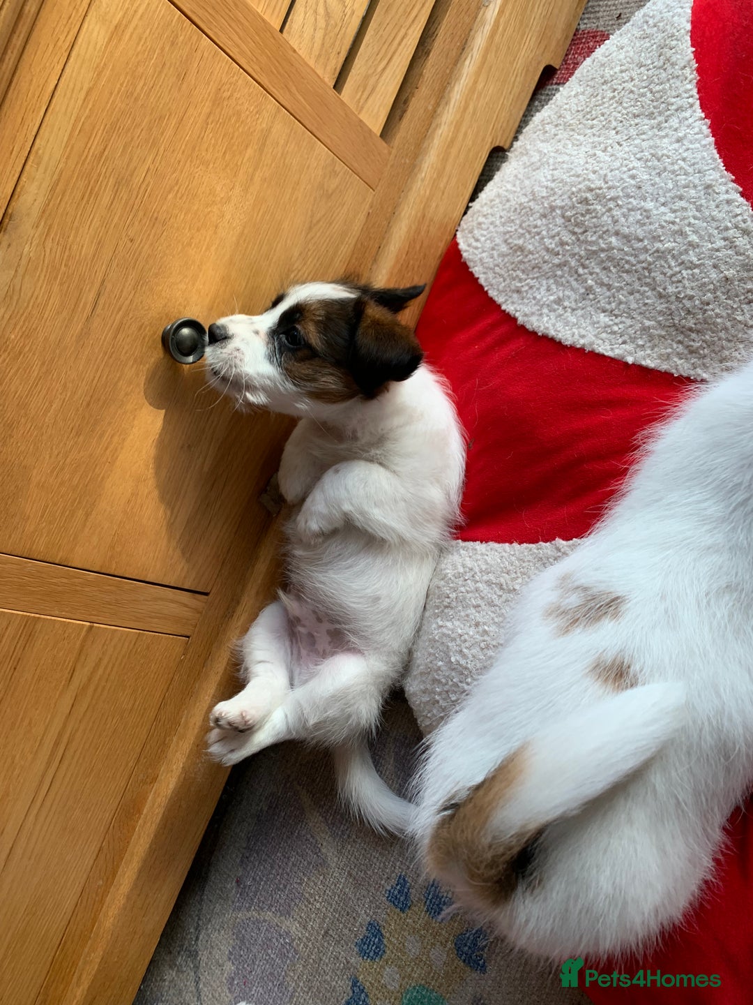 Jack Russell dogs for sale: KC Jack Russell Puppies - One Boy Left! - Image 20