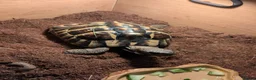 Tortoise reptiles for sale: Hermann's tortoise  in Tonbridge - Advert 2