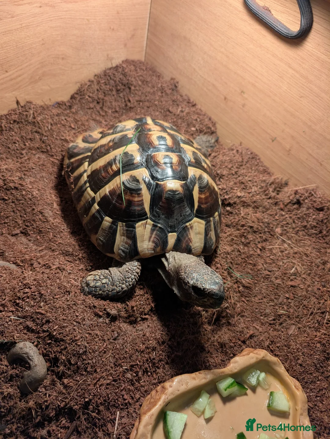 Tortoise reptiles for sale: Hermann's tortoise  in Tonbridge - Advert 2