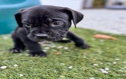 Cane Corso dogs for sale: 🐾 Cane Corso Puppies for Sale  - Image 4