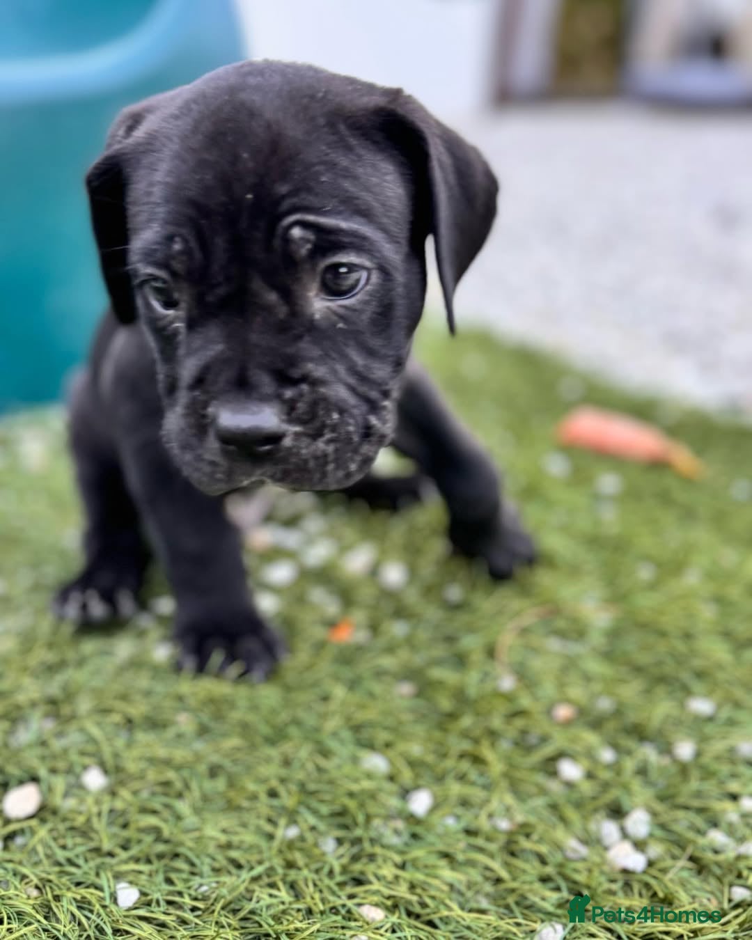 Cane Corso dogs for sale: 🐾 Cane Corso Puppies for Sale  - Image 4