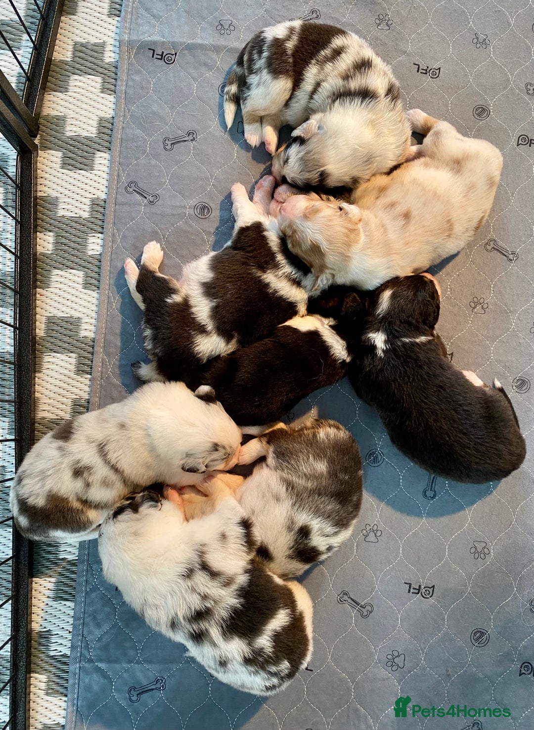 Australian Shepherd dogs for sale: Miss Julie Duckworth - Image 15