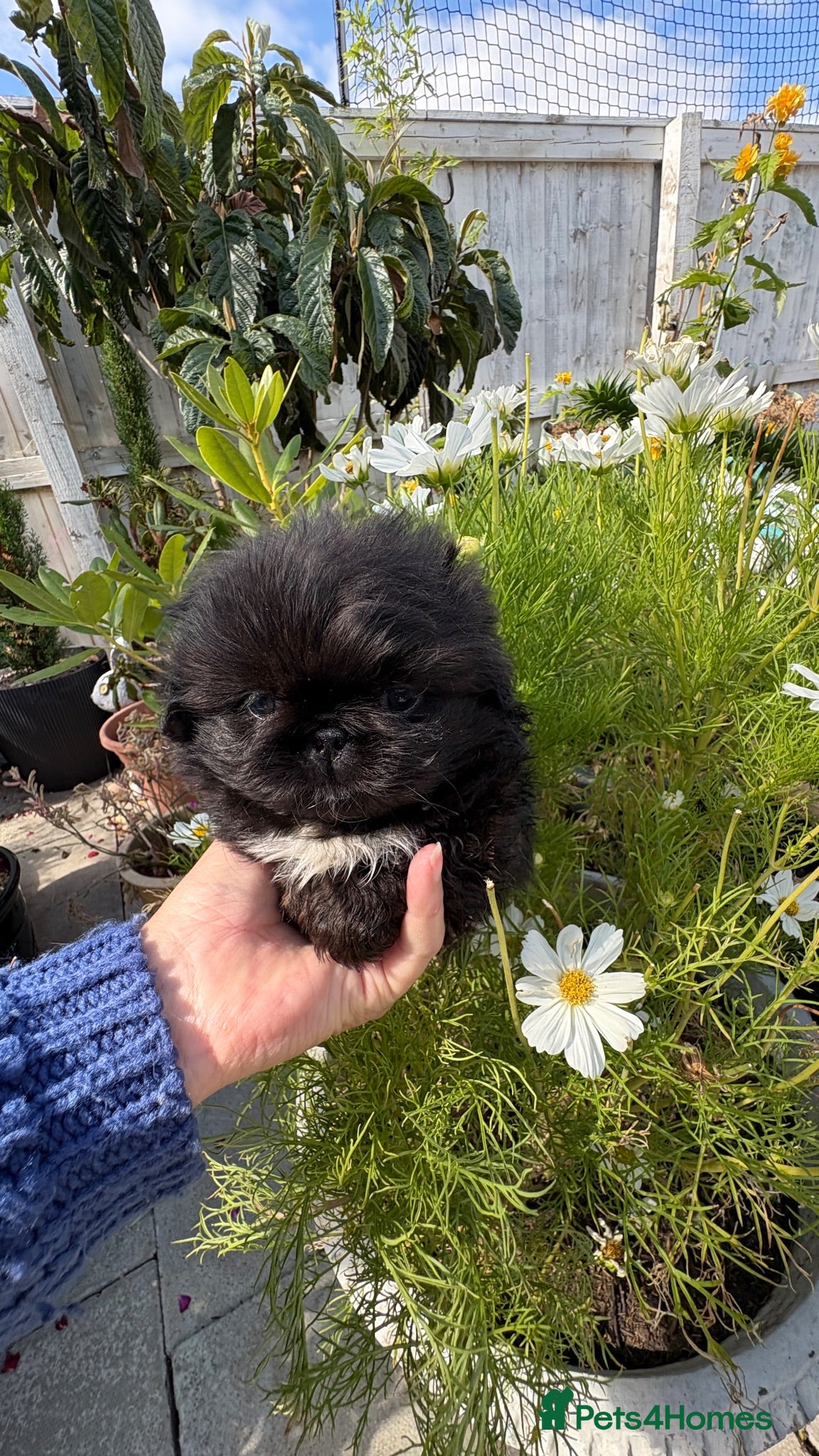 Pekingese dogs 💙 TINY SLEEVE MALES AVAILABLE 💙 - Advert 3