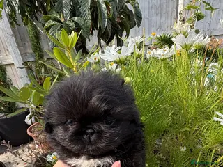 Pekingese dogs 💙 TINY SLEEVE MALES AVAILABLE 💙 - Advert 3