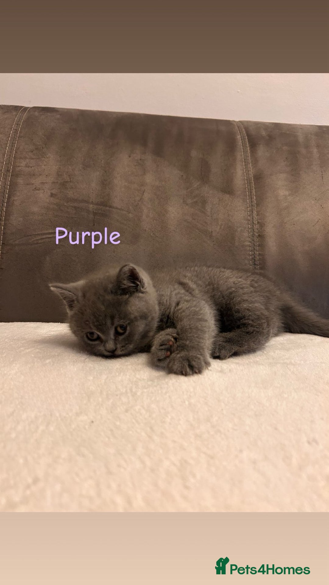 British Shorthair cats for sale: Beautiful British Shorthair kittens for sale😻😻 - Advert 4