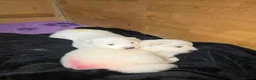 Samoyed dogs for sale: 2last samoyed left in London - Advert 6