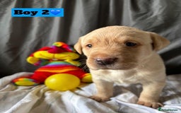 Labrador Retriever dogs for sale: 🐶 8 Gorgeous KC Labrador Puppy’s 🐶 - Image 14