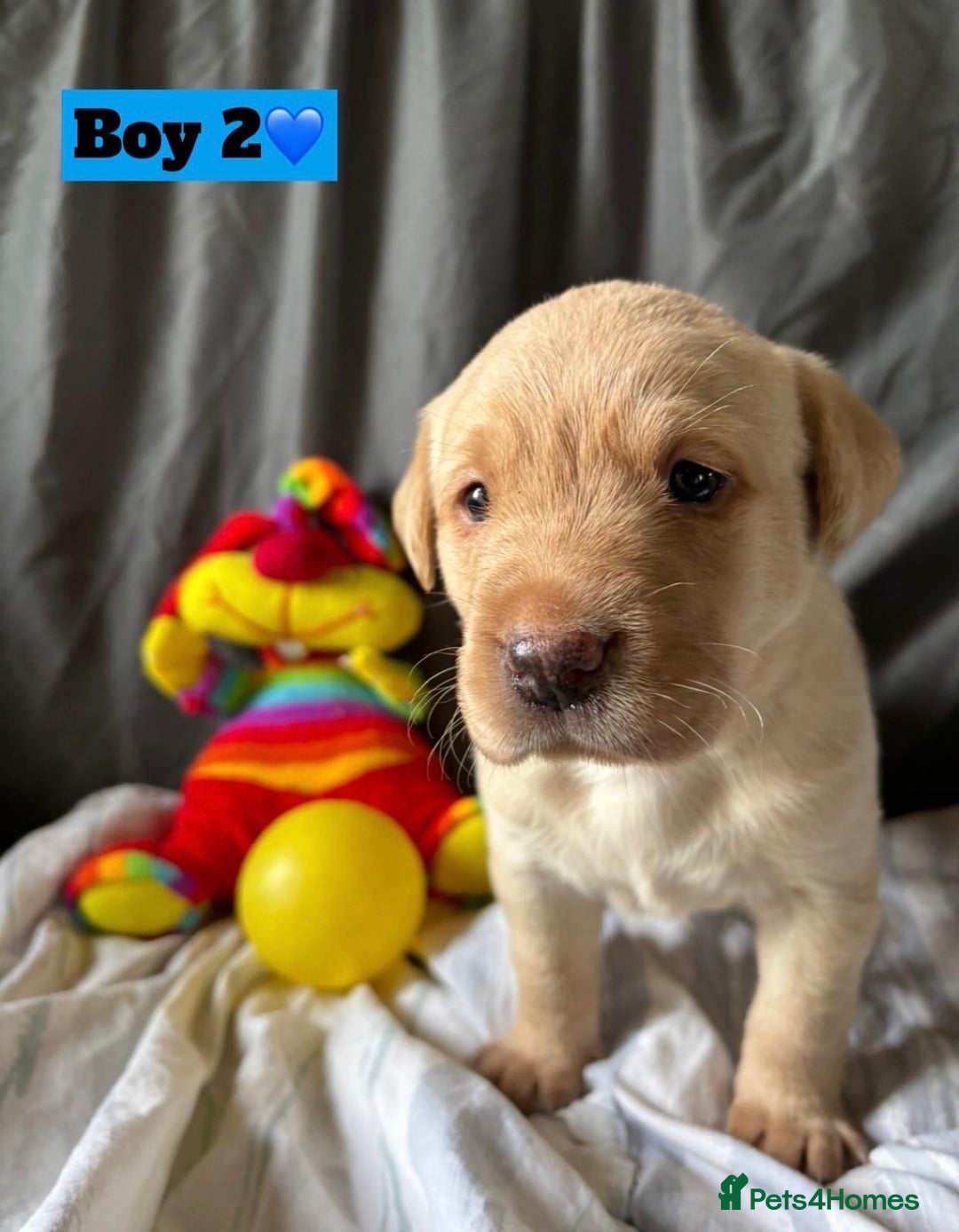 Labrador Retriever dogs for sale: 🐶 8 Gorgeous KC Labrador Puppy’s 🐶 - Image 14