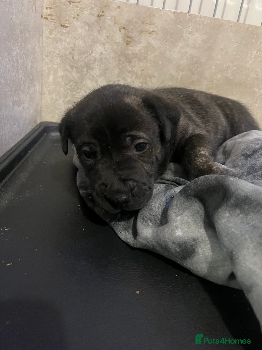 Mixed Breed dogs for sale: Lurcher x sharp pei - Advert 3