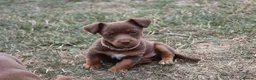 Jack Russell dogs for sale: Mini Jack Russel Terriers - Advert 14
