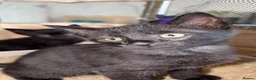 Mixed Breed cats for sale: 7 Kittens Ready For Re-Homing - Advert 9