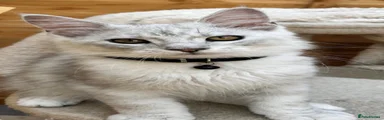 Maine Coon 3