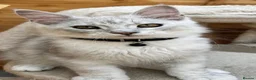 Maine Coon cats for sale: Registered with tica - Advert 13