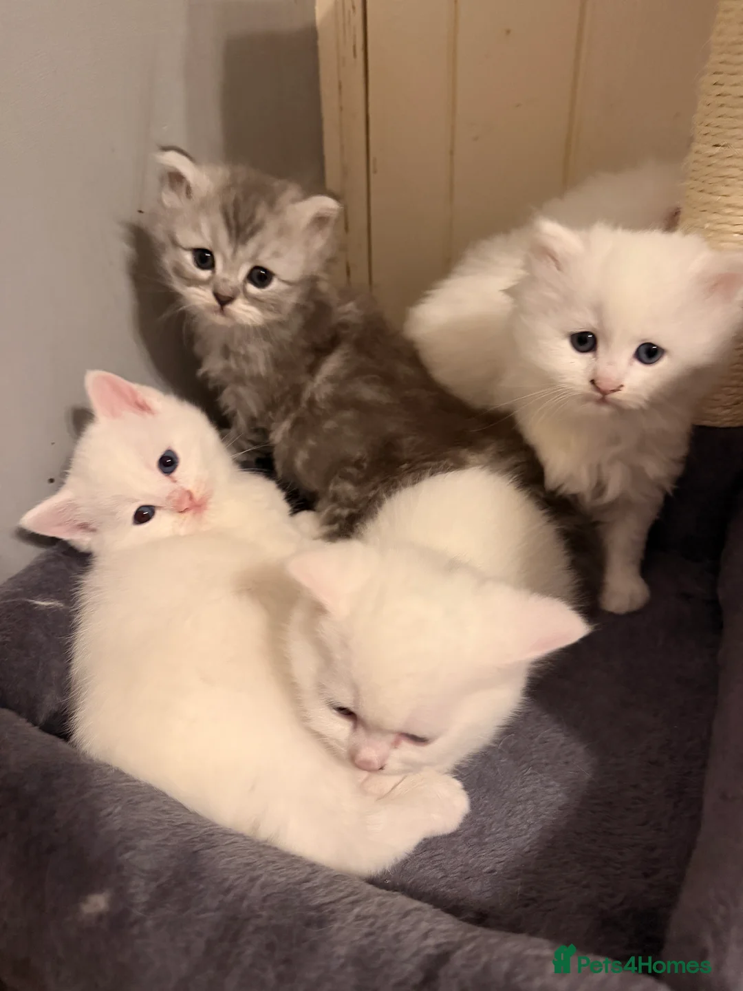 Persian cats for sale: Ready soon, 5 persian X kittens - Advert 26