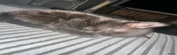 Mixed Breed cats for sale: 5 female kittens for sale - Advert 4