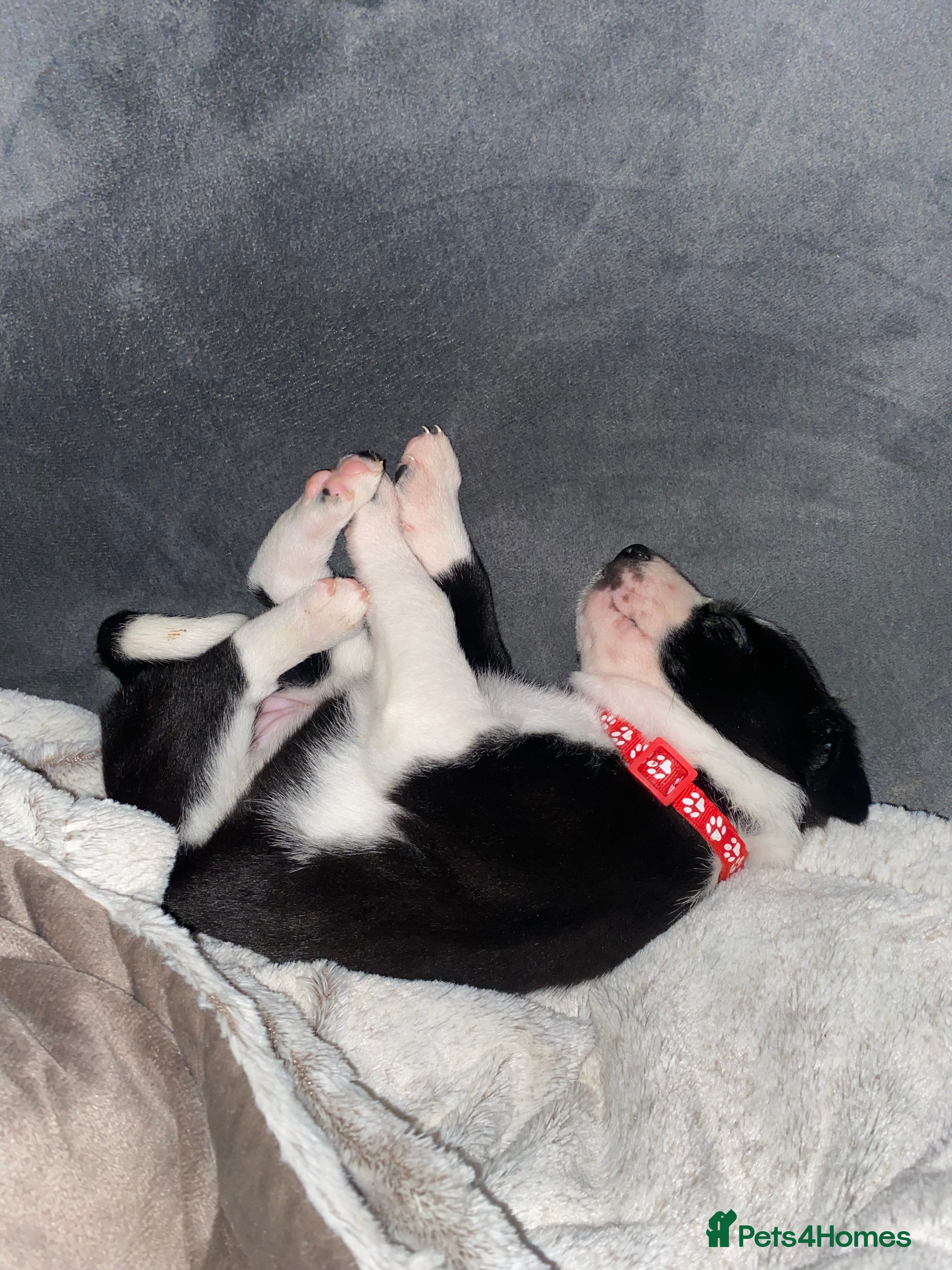 Mixed Breed dogs for sale: Border Collie Cross Pups ready for forever homes in Cairndow - Advert 3