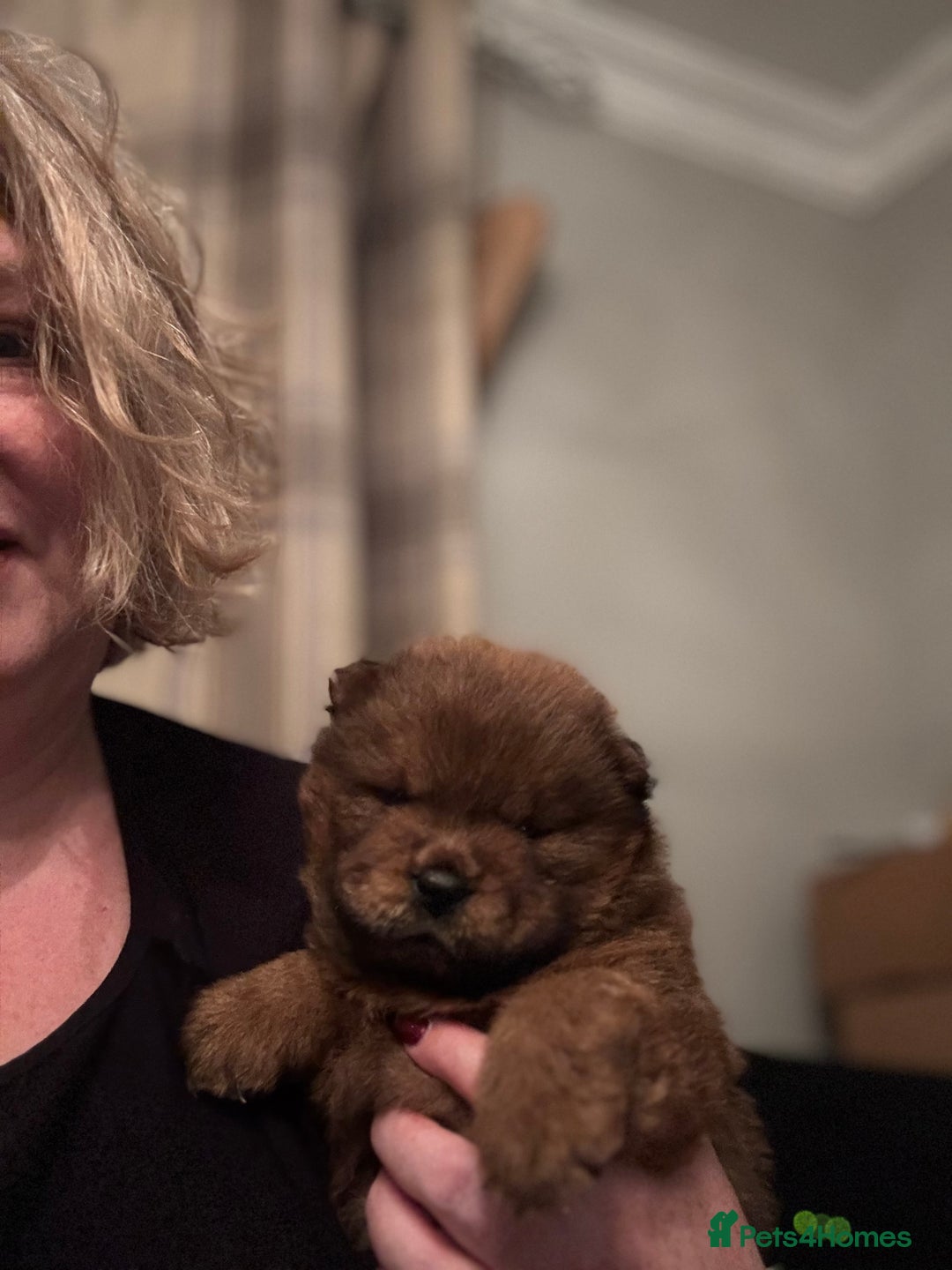 Chow Chow dogs for sale: Wyvernwest - Puppies have arrived  - Advert 2