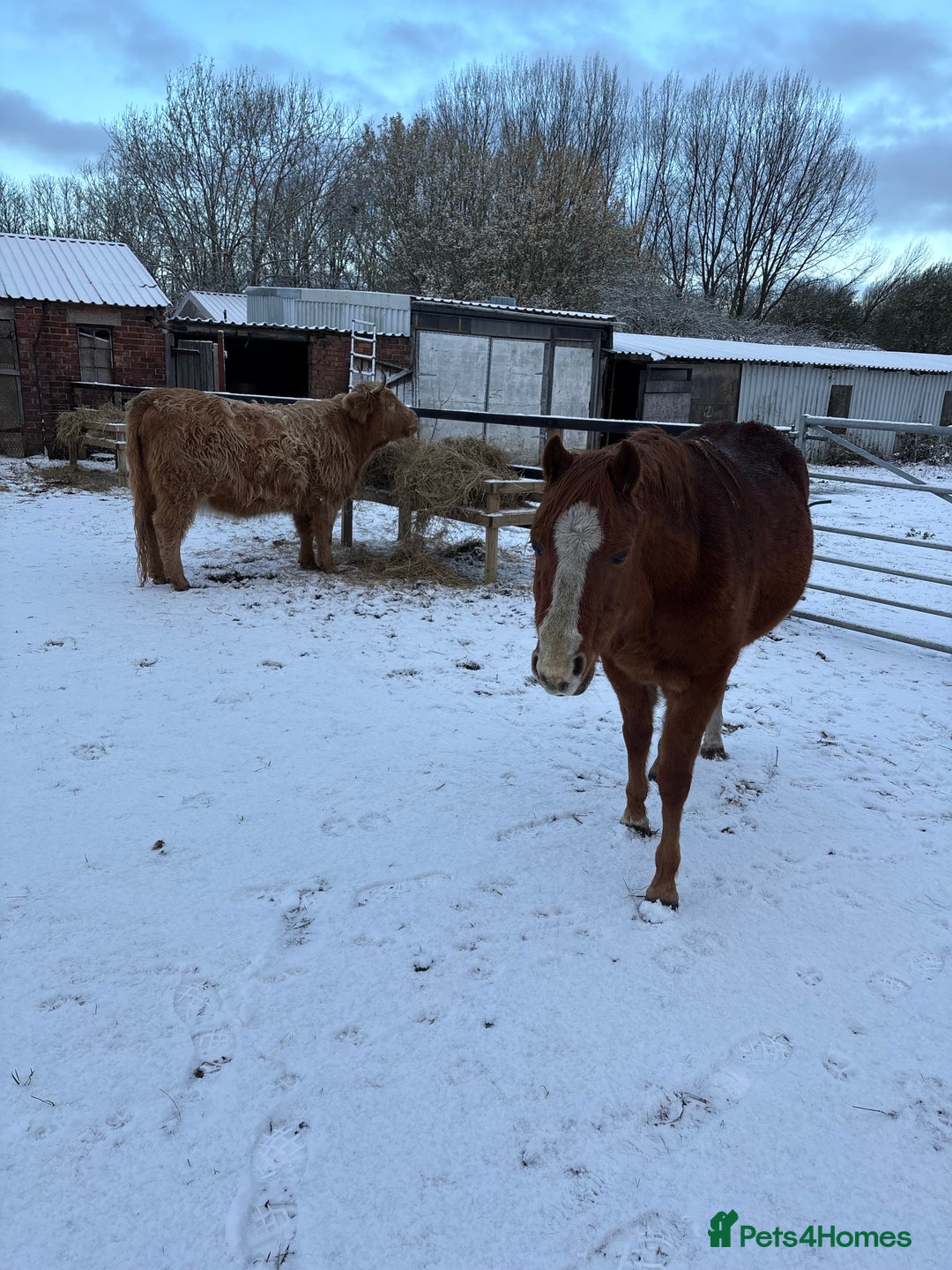 Cows & Bulls livestock for sale: Highland X - Advert 3